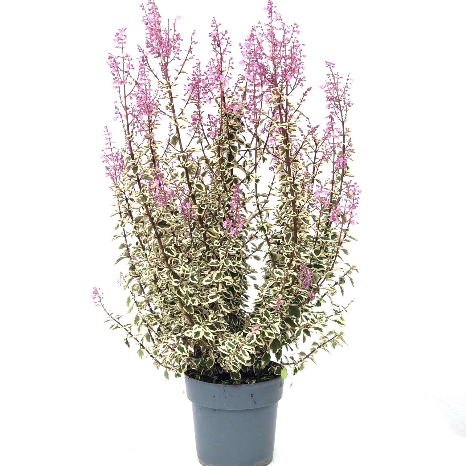 Hemizygia – Hemizygia sp (vaso 17cm)