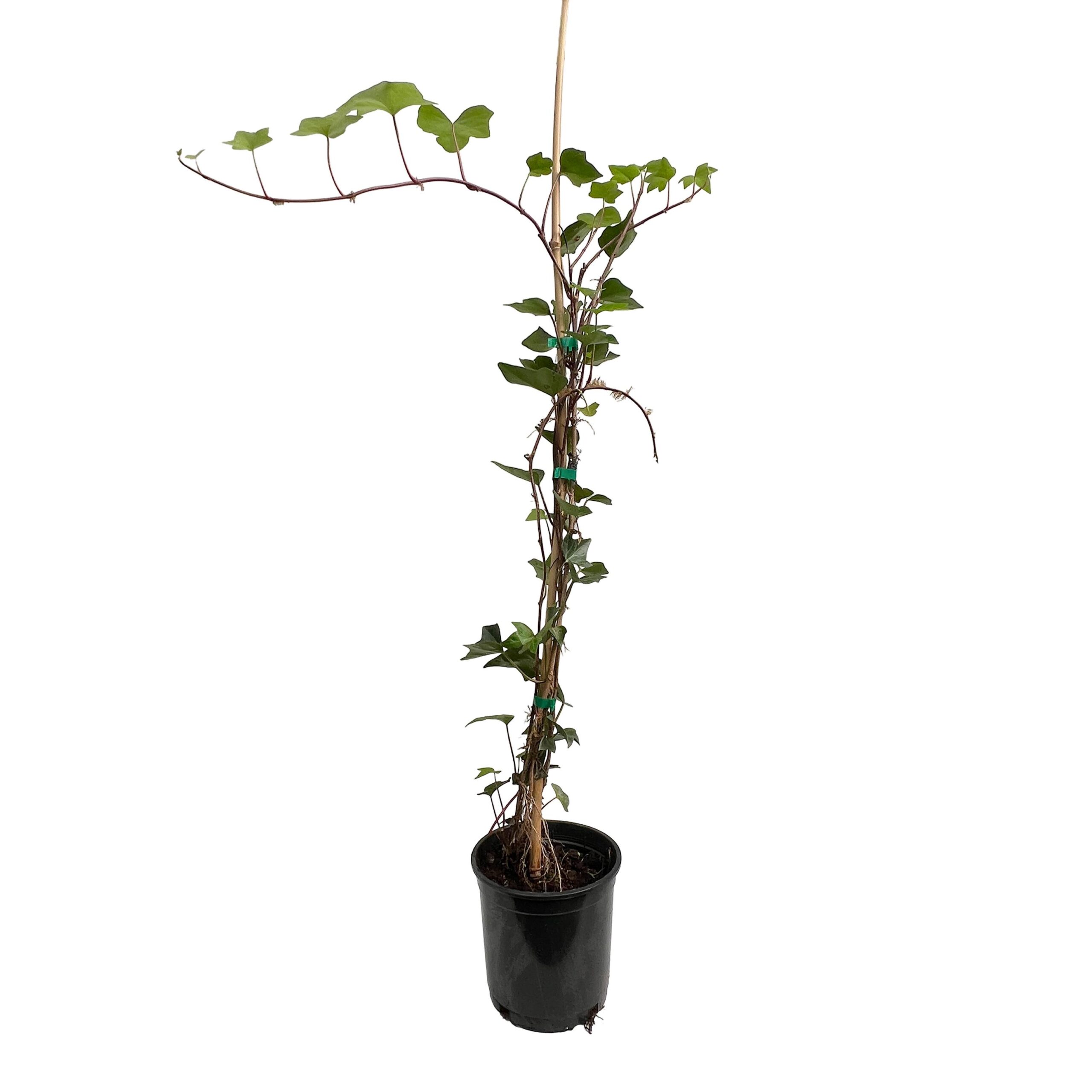 Canary Island Ivy – Hedera canariensis (17cm pot)