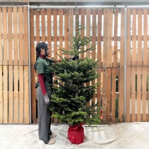 Real Christmas tree with roots/pot - Abies nordmanniana (210-240cm height)