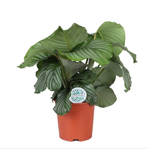 Calatéia Orbifólia – Calathea orbifolia (vaso 19cm)