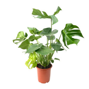 Costela de Adão - Monstera deliciosa (vaso 19cm)