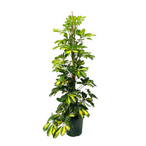 Cheflera - Schefflera arboricola 'Gold Capella' (vaso 17cm)