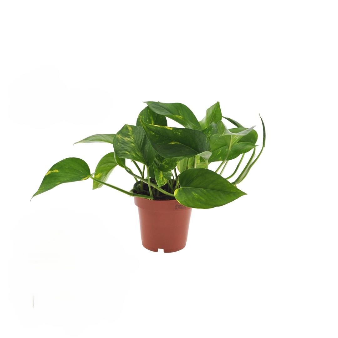 Jibóia – Scindapsus aureus (vaso 12cm)