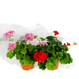 Sardinheira - Pelargonium zonale (1und, vaso 14cm)