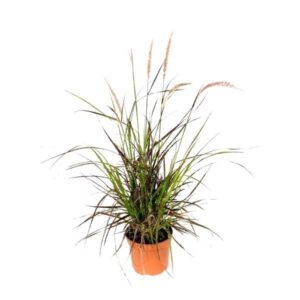 Capim do Texas - Pennisetum advena ‘Rubrum’ (vaso 17cm)