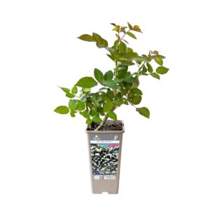 Roseira Meilland trepadeira 'Palais Royal' (vaso 14cm)