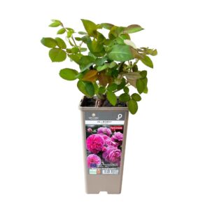 Roseira Meilland trepadeira 'Allegro' (vaso 14cm)