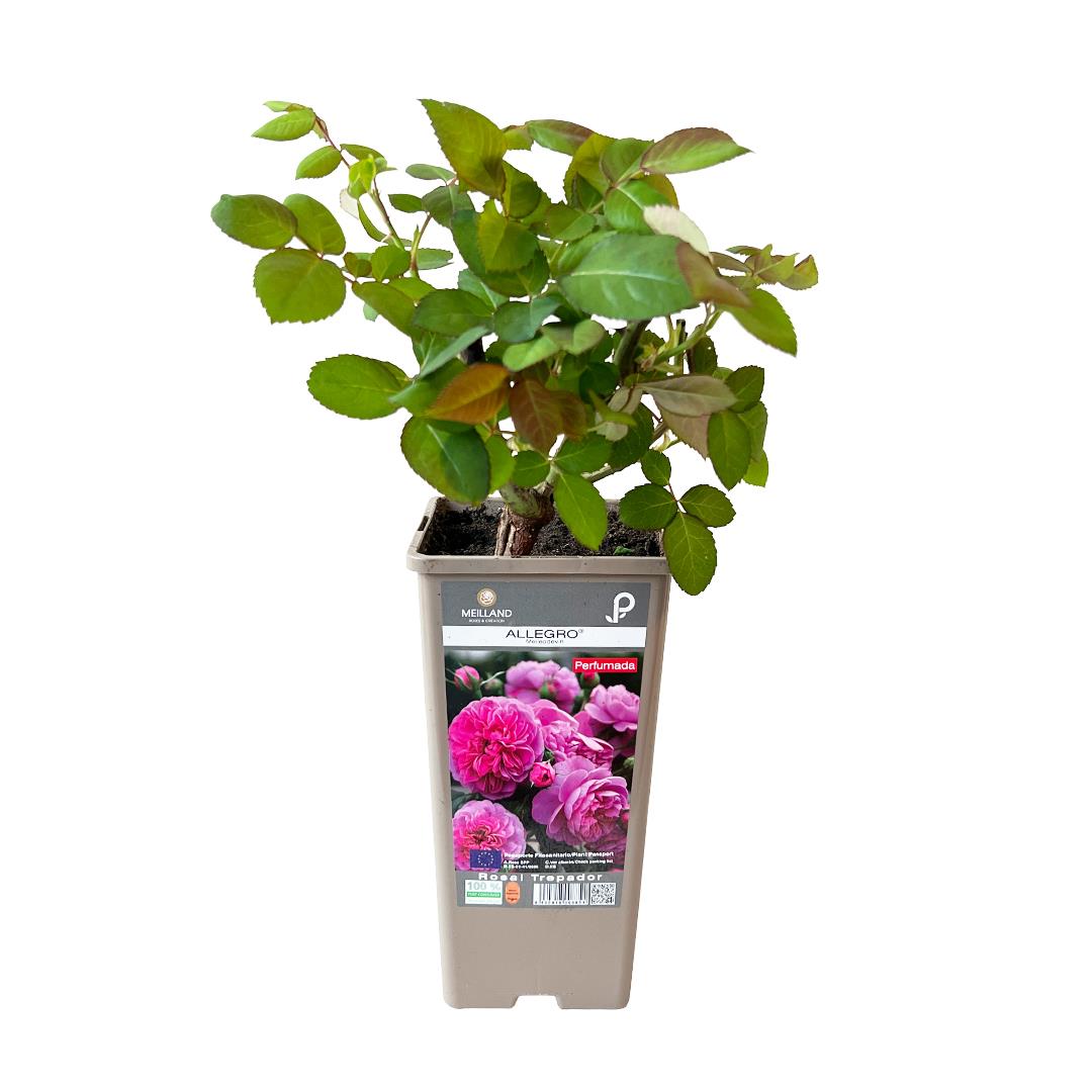 Roseira Meilland trepadeira ‘Allegro’ (vaso 14cm)