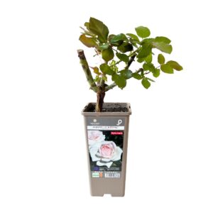 Roseira Meilland trepadeira 'Andre Le Notre' (vaso 14cm)