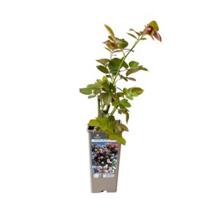 Roseira Meilland trepadeira 'Pierre de Ronsard' (vaso 14cm)