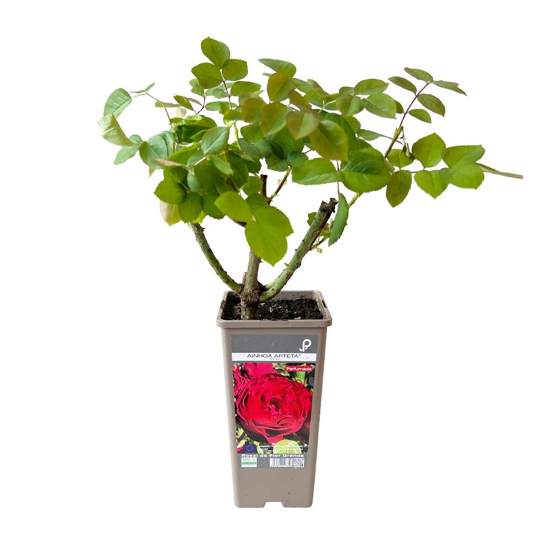 Roseira perfumada ‘Ainhoa Arteta’ – Rosa spp. (vaso 14cm)