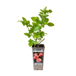 Roseira Meilland trepadeira 'Polka' (vaso 14cm)