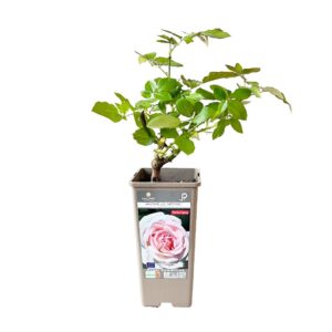 Roseira Meilland perfumada 'André Le Notre' (vaso 14cm)