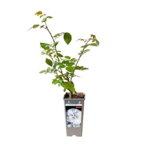 Roseira Meilland perfumada 'Pierre Arditi' (vaso 14cm)