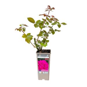 Roseira Meilland perfumada 'Velasquez' (vaso 14cm)