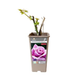 Roseira Meilland perfumada 'Charles de Gaulle' (vaso 14cm)