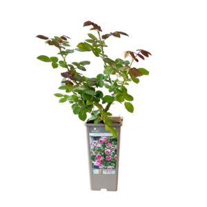 Roseira Meilland trepadeira 'Mini Eden' (vaso 14cm)