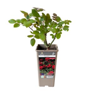 Roseira Meilland trepadeira 'Bajo Botero' (vaso 14cm)