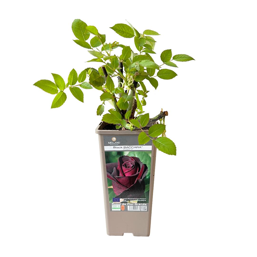 Roseira perfumada ‘Black Baccara’ – Rosa spp. (vaso 14cm)