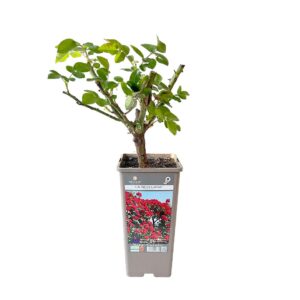 Roseira Meilland trepadeira 'La Sevillana' (vaso 14cm)