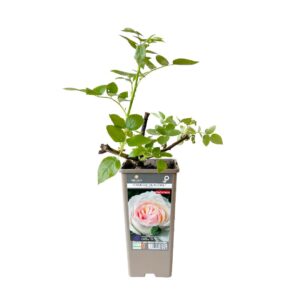 Roseira Meilland perfumada 'Camille Claudel' (vaso 14cm)