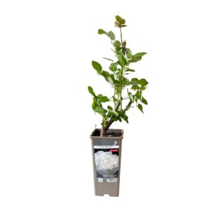 Roseira Meilland perfumada 'Alba García' (vaso 14cm)