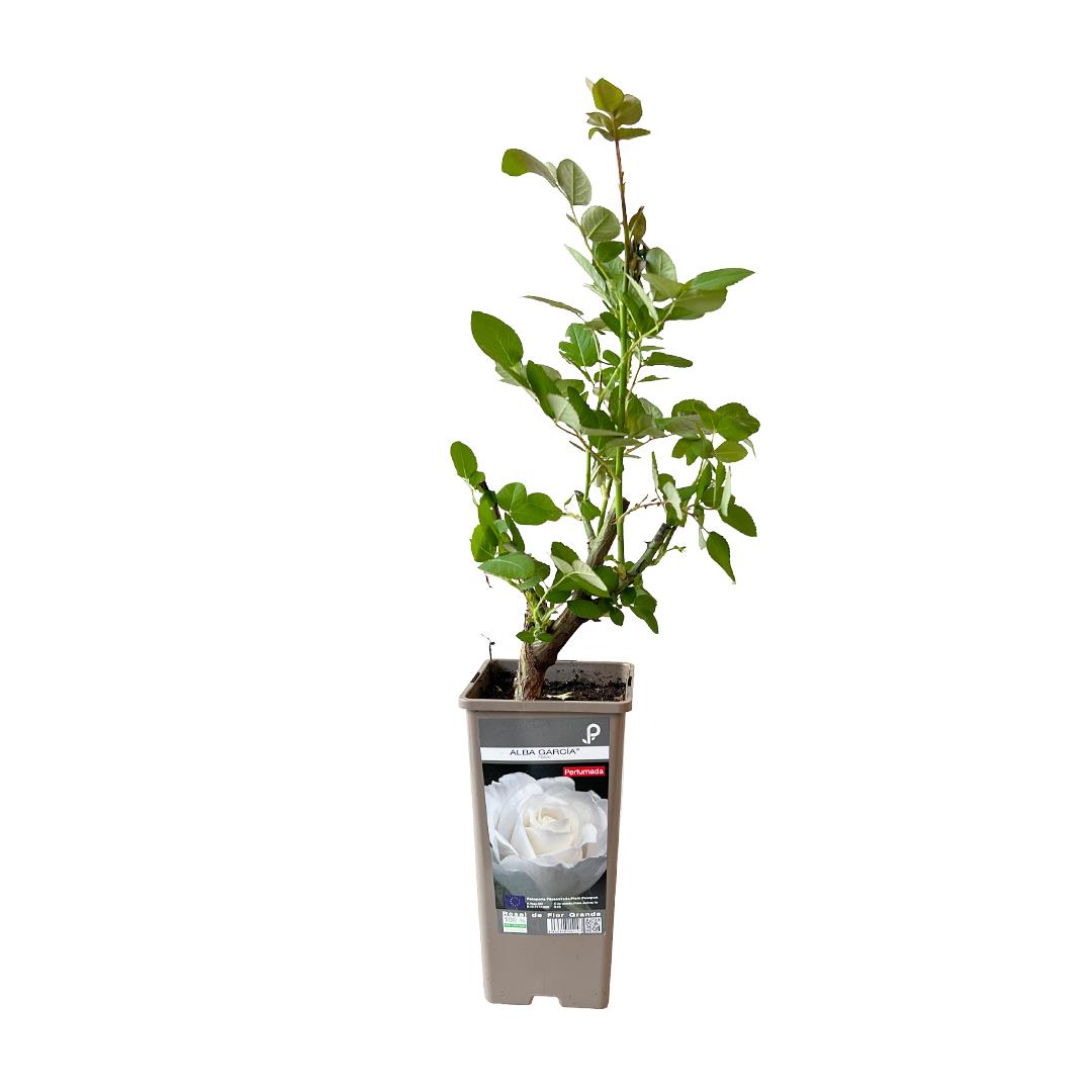 Roseira perfumada ‘Alba García’ – Rosa spp. (vaso 14cm)