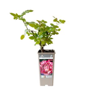 Roseira Meilland perfumada 'Julio Iglesias' (vaso 14cm)