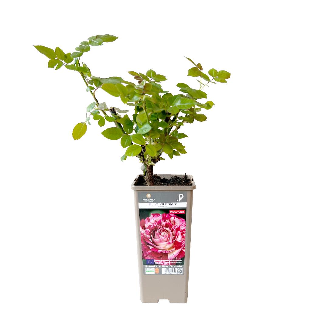 Roseira perfumada ‘Julio Iglesias’ – Rosa spp. (vaso 14cm)