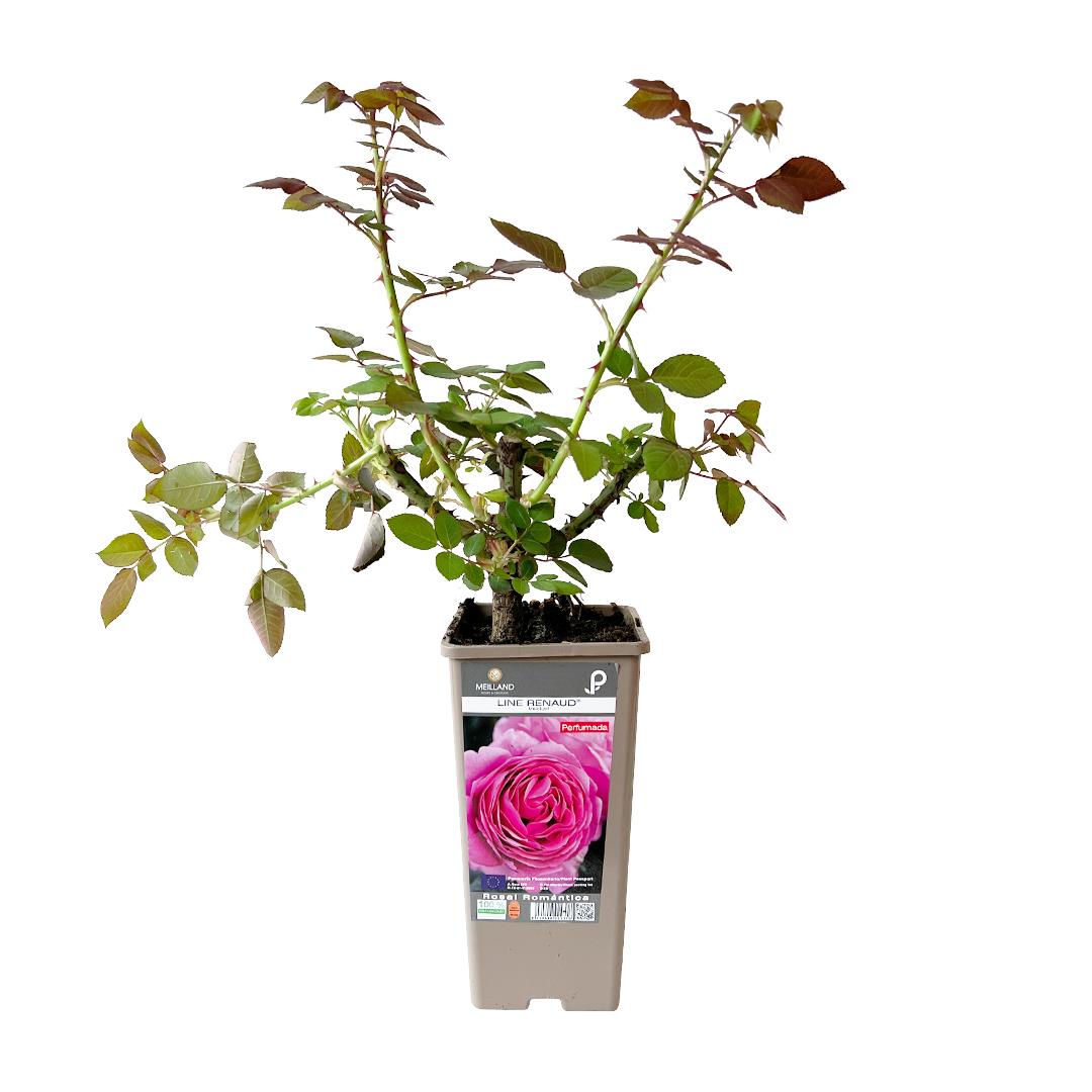 Roseira perfumada ‘Line Renaud’ – Rosa spp. (Vaso 14cm)