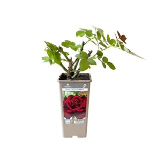 Roseira Meilland perfumada 'Black Perfumella' (vaso 14cm)