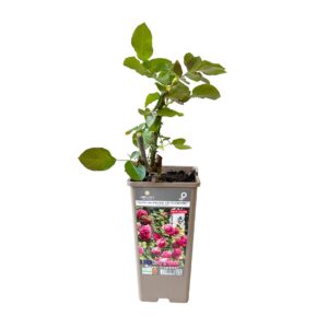 Roseira Meilland trepadeira 'Cyclamen Pierre de Ronsard - Margaret Mae' (vaso 14cm)