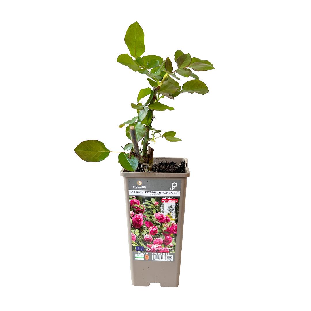 Roseira Meilland trepadeira ‘Cyclamen Pierre de Ronsard – Margaret Mae’ (vaso 14cm)