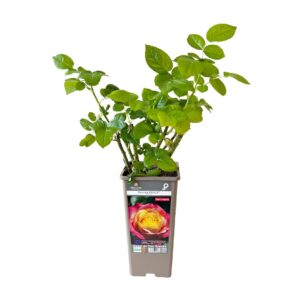 Roseira Meilland perfumada 'Oriental Peace' (vaso 14cm)