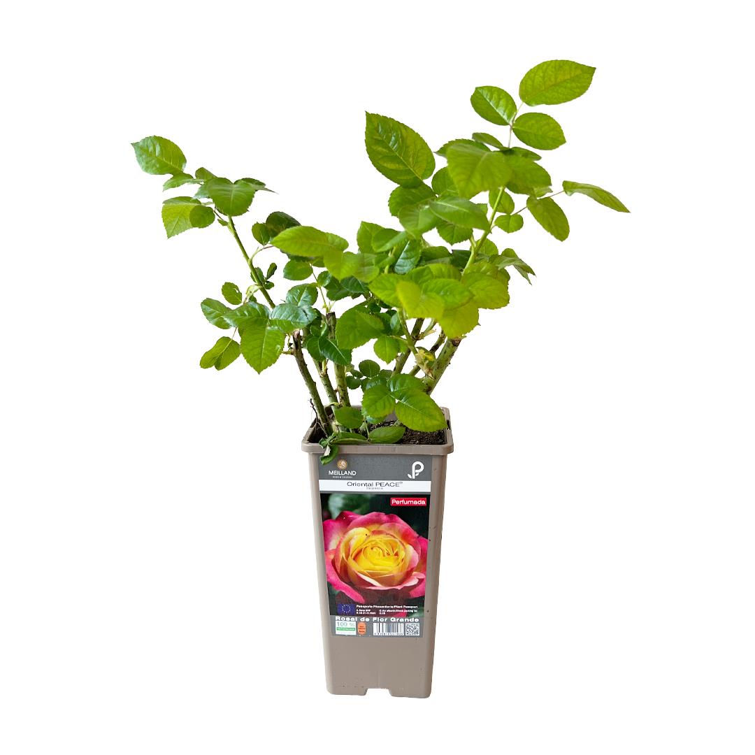 Roseira perfumada ‘Oriental Peace’ – Rosa spp. (14cm)