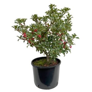 Azevinho - Ilex aquifolium (vaso 17cm)