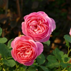 Roseira David Austin 'Boscobel' (vaso 22cm)