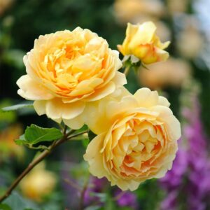 Roseira David Austin 'Golden Celebration' (vaso 22cm)
