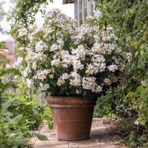 Roseira David Austin 'Kew Gardens' (vaso 22cm)