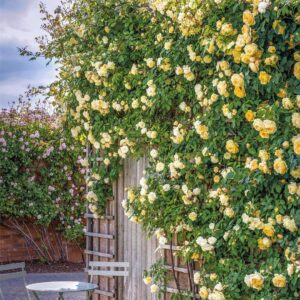 Roseira David Austin 'Malvern Hills' (vaso 22cm, trepadeira)