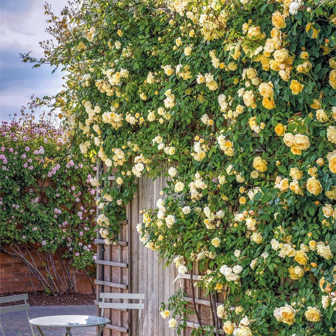 Roseira David Austin ‘Malvern Hills’ (vaso 22cm, trepadeira)