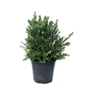 Murta - Myrtus communis (vaso 19cm)