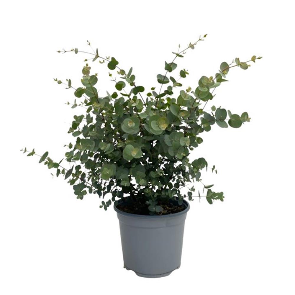 Eucalipto – Eucalyptus cinerea ‘Silver Dollar’