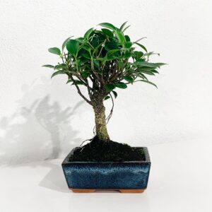 Bonsai Ficus 5 Years - Ficus retusa