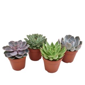 Suculentas mix (1 und, vaso 12cm)
