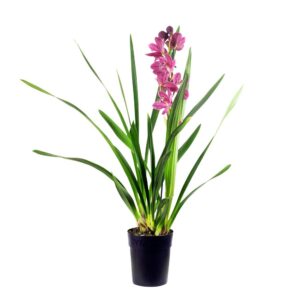 Orquídea Cimbídio - Cymbidium (vaso 14cm)