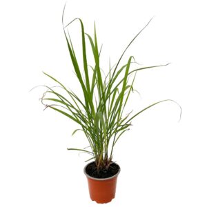 Erva Príncipe - Cymbopogon citratus (vaso 12cm)