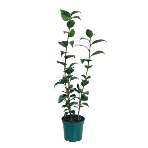 Camélia - Camellia japonica (vaso 14cm)