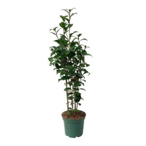Camélia - Camellia japonica (vaso 21cm)