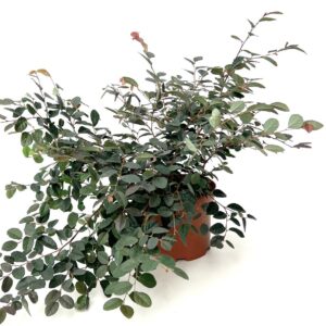 Loropetalo - Loropetalum chinensis (vaso 19cm)